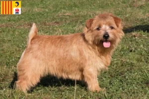 Mehr über den Artikel erfahren Norfolk Terrier Züchter und Welpen in der Provence-Alpes-Côte d’Azur