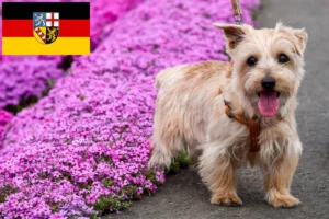 Mehr über den Artikel erfahren Norfolk Terrier Züchter und Welpen im Saarland