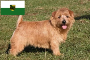 Mehr über den Artikel erfahren Norfolk Terrier Züchter und Welpen in Sachsen