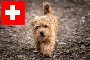 Mehr über den Artikel erfahren Norfolk Terrier Züchter und Welpen in der Schweiz