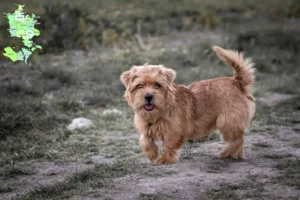 Mehr über den Artikel erfahren Norfolk Terrier Züchter und Welpen in Sjælland