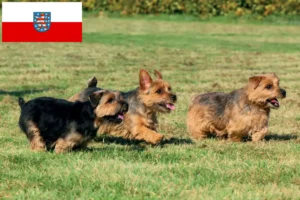 Mehr über den Artikel erfahren Norfolk Terrier Züchter und Welpen in Thüringen