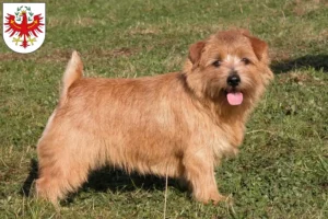 Mehr über den Artikel erfahren Norfolk Terrier Züchter und Welpen in Tirol