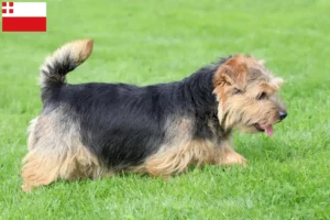 Mehr über den Artikel erfahren Norfolk Terrier Züchter und Welpen in Utrecht