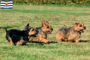 Mehr über den Artikel erfahren Norfolk Terrier Züchter und Welpen in Zeeland