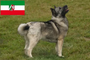 Mehr über den Artikel erfahren Norwegischer Buhund Züchter und Welpen in Nordrhein-Westfalen