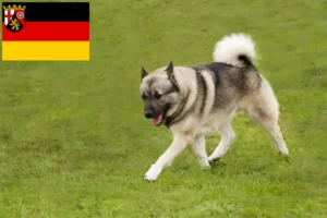 Mehr über den Artikel erfahren Norwegischer Buhund Züchter und Welpen in Rheinland-Pfalz