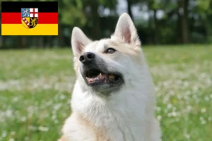 Mehr über den Artikel erfahren Norwegischer Buhund Züchter und Welpen im Saarland