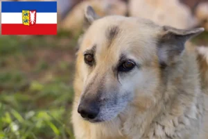 Mehr über den Artikel erfahren Norwegischer Buhund Züchter und Welpen in Schleswig-Holstein