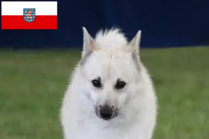 Mehr über den Artikel erfahren Norwegischer Buhund Züchter und Welpen in Thüringen