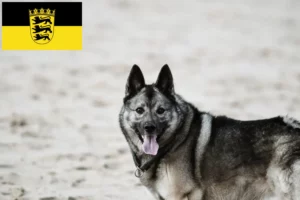 Mehr über den Artikel erfahren Norwegischer Elchhund Züchter und Welpen in Baden-Württemberg