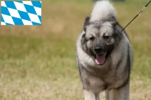 Mehr über den Artikel erfahren Norwegischer Elchhund Züchter und Welpen in Bayern