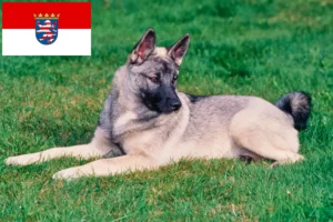 Mehr über den Artikel erfahren Norwegischer Elchhund Züchter und Welpen in Hessen