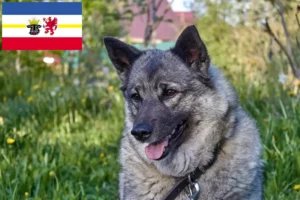 Mehr über den Artikel erfahren Norwegischer Elchhund Züchter und Welpen in Mecklenburg-Vorpommern