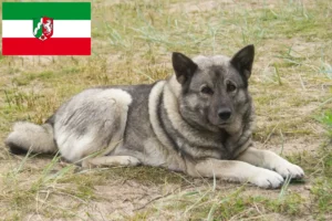 Mehr über den Artikel erfahren Norwegischer Elchhund Züchter und Welpen in Nordrhein-Westfalen