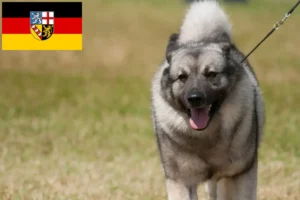 Mehr über den Artikel erfahren Norwegischer Elchhund Züchter und Welpen im Saarland