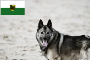 Mehr über den Artikel erfahren Norwegischer Elchhund Züchter und Welpen in Sachsen