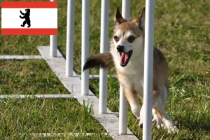 Mehr über den Artikel erfahren Norwegischer Lundehund Züchter und Welpen in Berlin