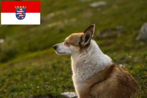 Mehr über den Artikel erfahren Norwegischer Lundehund Züchter und Welpen in Hessen