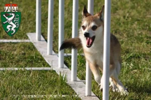 Mehr über den Artikel erfahren Norwegischer Lundehund Züchter und Welpen in der Steiermark