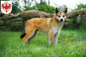 Mehr über den Artikel erfahren Norwegischer Lundehund Züchter und Welpen in Tirol