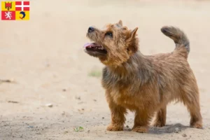 Mehr über den Artikel erfahren Norwich Terrier Züchter und Welpen in Auvergne-Rhône-Alpes