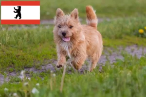 Mehr über den Artikel erfahren Norwich Terrier Züchter und Welpen in Berlin