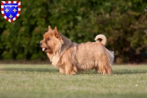 Mehr über den Artikel erfahren Norwich Terrier Züchter und Welpen in Centre-Val de Loire