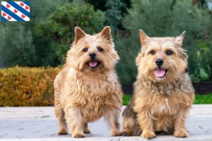 Mehr über den Artikel erfahren Norwich Terrier Züchter und Welpen in Friesland