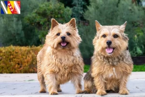 Mehr über den Artikel erfahren Norwich Terrier Züchter und Welpen in Grand Est