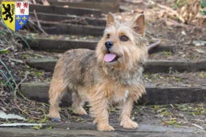 Mehr über den Artikel erfahren Norwich Terrier Züchter und Welpen in Hauts-de-France