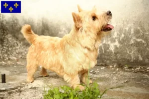 Mehr über den Artikel erfahren Norwich Terrier Züchter und Welpen in Île-de-France