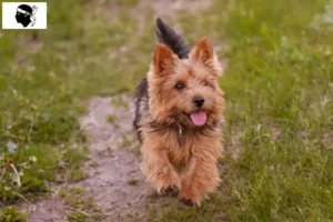 Mehr über den Artikel erfahren Norwich Terrier Züchter und Welpen auf Korsika