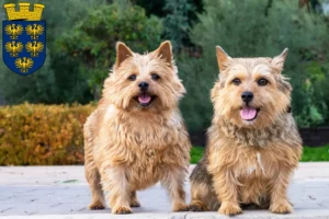 Mehr über den Artikel erfahren Norwich Terrier Züchter und Welpen in Niederösterreich
