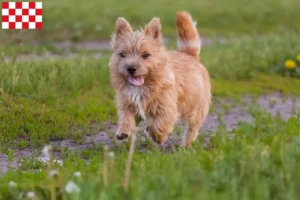 Mehr über den Artikel erfahren Norwich Terrier Züchter und Welpen in Nordbrabant