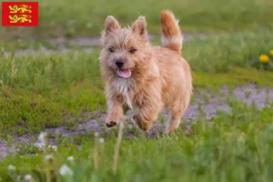 Mehr über den Artikel erfahren Norwich Terrier Züchter und Welpen in der Normandie