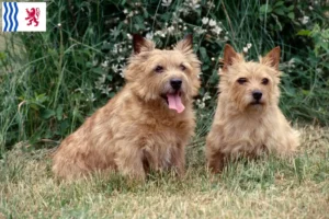 Mehr über den Artikel erfahren Norwich Terrier Züchter und Welpen in Nouvelle-Aquitaine