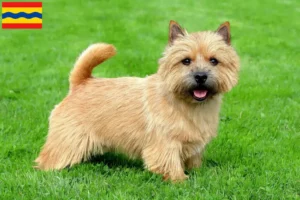 Mehr über den Artikel erfahren Norwich Terrier Züchter und Welpen in Overijssel