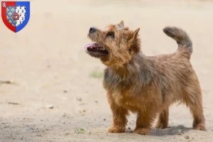 Mehr über den Artikel erfahren Norwich Terrier Züchter und Welpen in Pays de la Loire