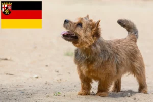 Mehr über den Artikel erfahren Norwich Terrier Züchter und Welpen in Rheinland-Pfalz