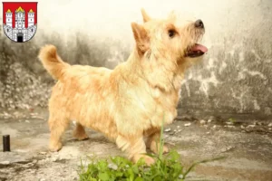 Mehr über den Artikel erfahren Norwich Terrier Züchter und Welpen in Salzburg