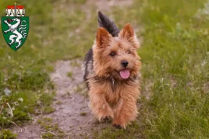 Mehr über den Artikel erfahren Norwich Terrier Züchter und Welpen in der Steiermark