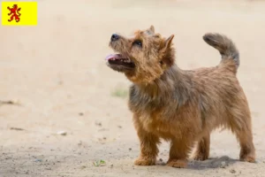 Mehr über den Artikel erfahren Norwich Terrier Züchter und Welpen in Südholland