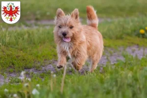 Mehr über den Artikel erfahren Norwich Terrier Züchter und Welpen in Tirol