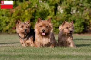 Mehr über den Artikel erfahren Norwich Terrier Züchter und Welpen in Utrecht