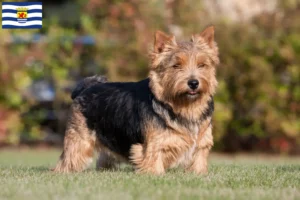 Mehr über den Artikel erfahren Norwich Terrier Züchter und Welpen in Zeeland