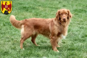 Mehr über den Artikel erfahren Nova Scotia Duck Tolling Retriever Züchter und Welpen im Burgenland