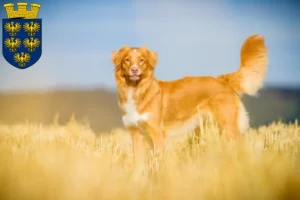 Mehr über den Artikel erfahren Nova Scotia Duck Tolling Retriever Züchter und Welpen in Niederösterreich