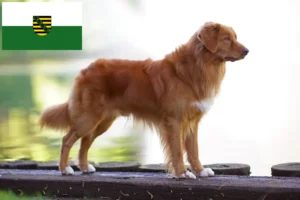 Mehr über den Artikel erfahren Nova Scotia Duck Tolling Retriever Züchter und Welpen in Sachsen