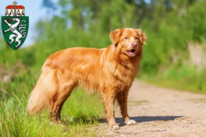 Mehr über den Artikel erfahren Nova Scotia Duck Tolling Retriever Züchter und Welpen in der Steiermark